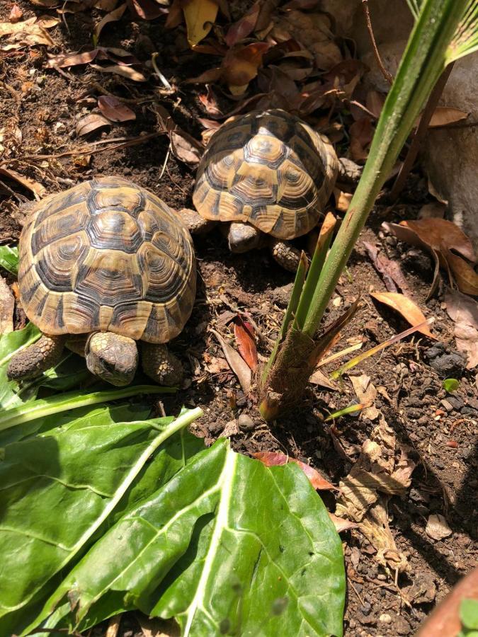 Tortoise Lejlighed Crikvenica Eksteriør billede